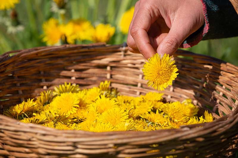 How to Grow and Harvest Dandelions for Greens, Roots, and Flowers