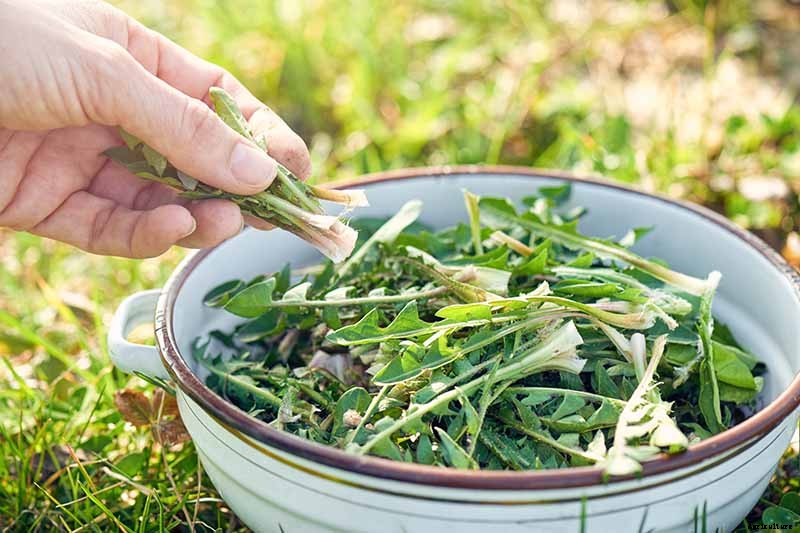 How to Grow and Harvest Dandelions for Greens, Roots, and Flowers
