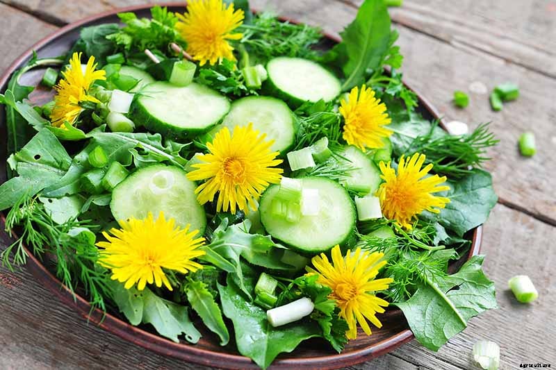 How to Grow and Harvest Dandelions for Greens, Roots, and Flowers