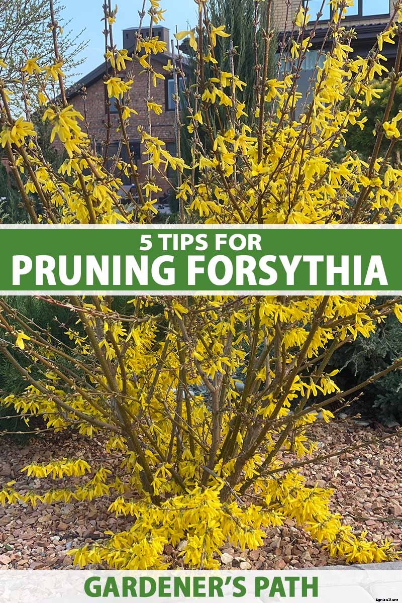 5 Tips for Pruning Forsythia