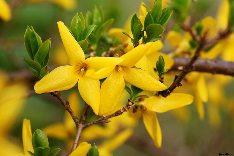 5 Tips for Pruning Forsythia