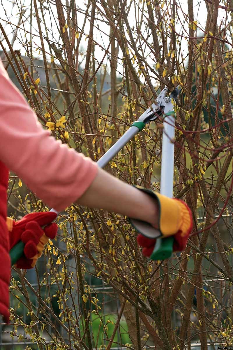 5 Tips for Pruning Forsythia