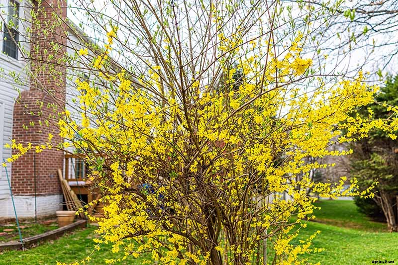 5 Tips for Pruning Forsythia