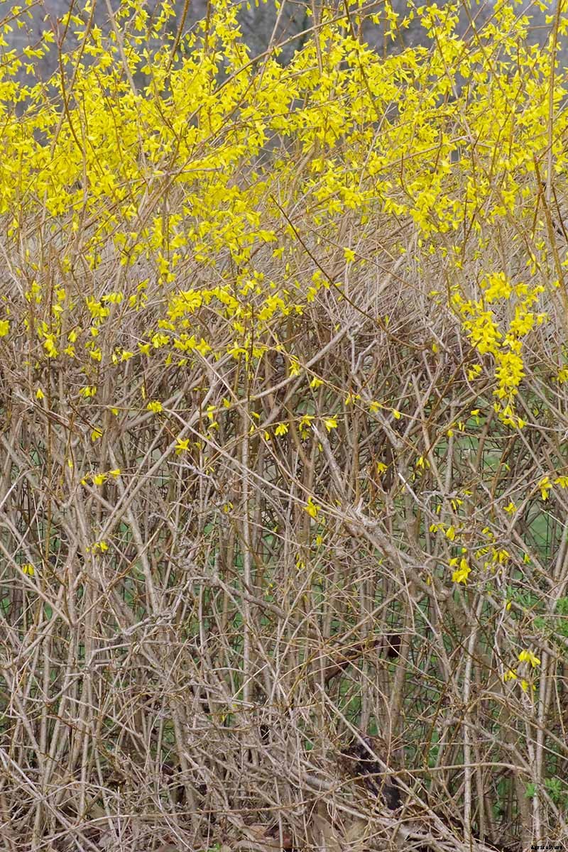 5 Tips for Pruning Forsythia
