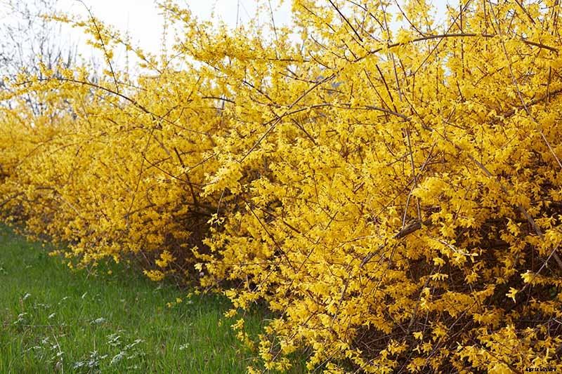 5 Tips for Pruning Forsythia