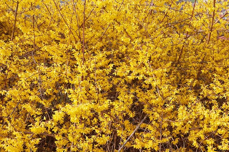 5 Tips for Pruning Forsythia