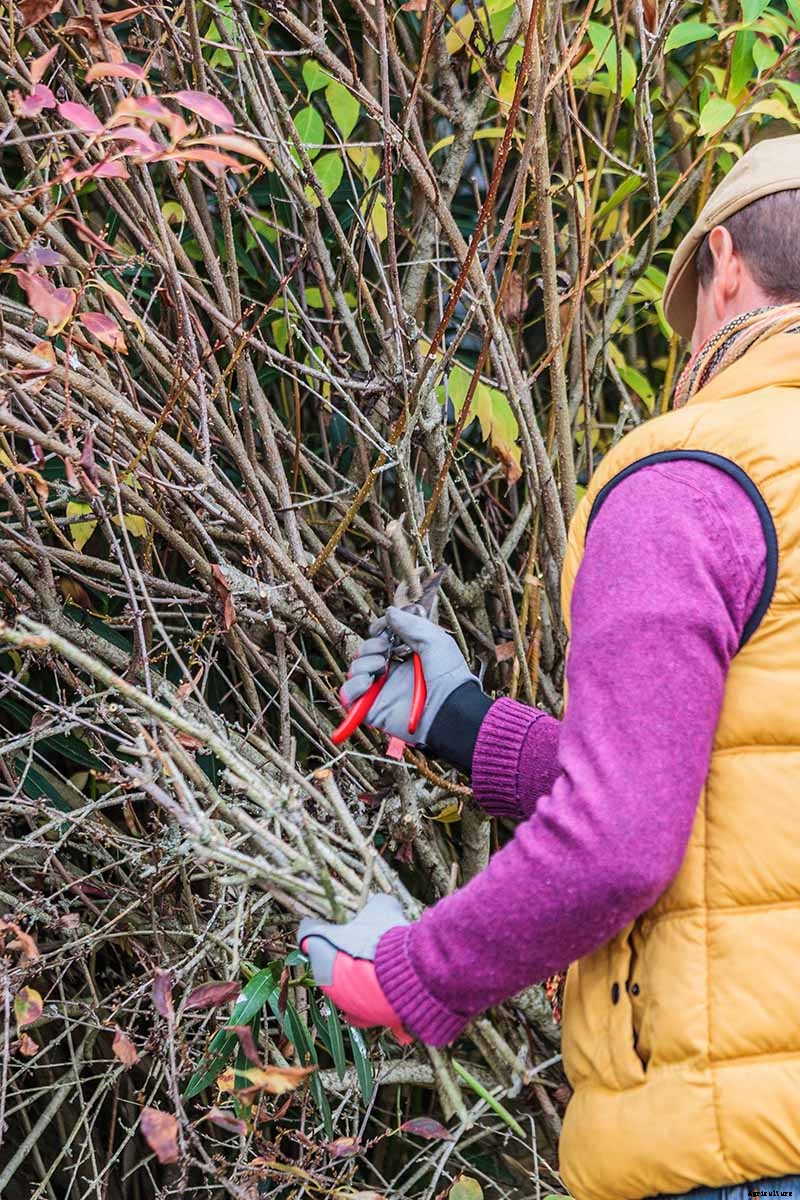 5 Tips for Pruning Forsythia
