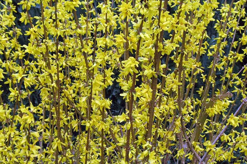 5 Tips for Pruning Forsythia