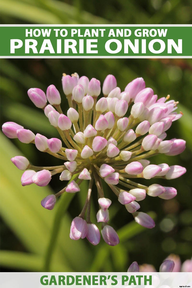 How to Grow and Care for Prairie Onion
