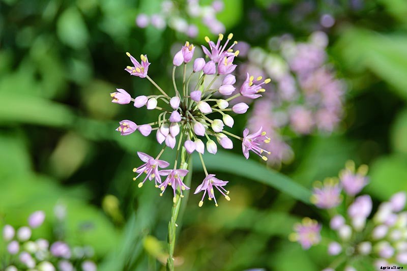 How to Grow and Care for Prairie Onion