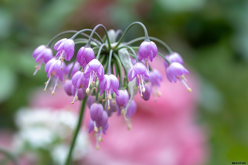 How to Grow and Care for Prairie Onion