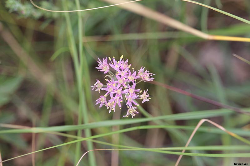 How to Grow and Care for Prairie Onion