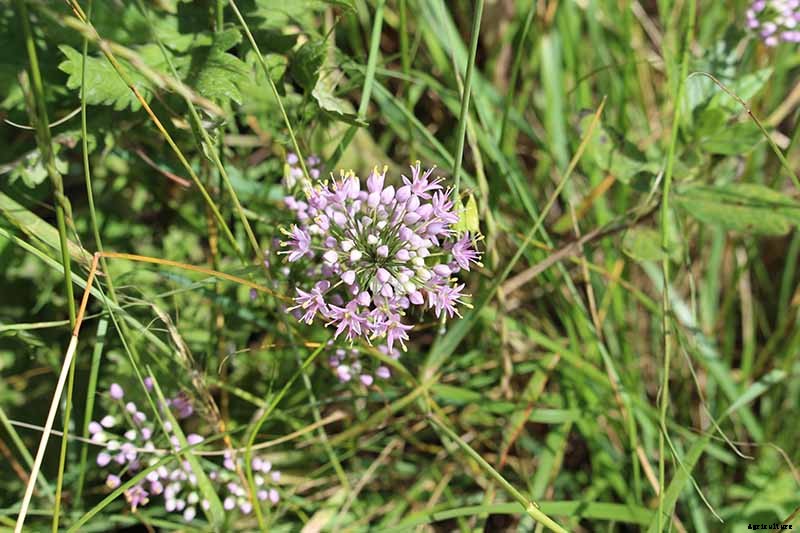 How to Grow and Care for Prairie Onion