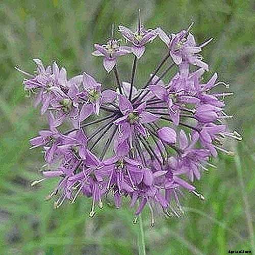 How to Grow and Care for Prairie Onion