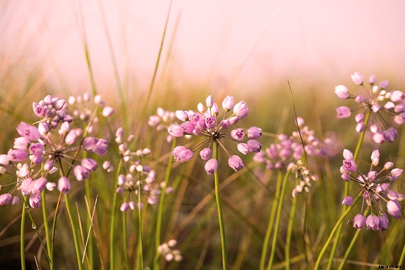 How to Grow and Care for Prairie Onion