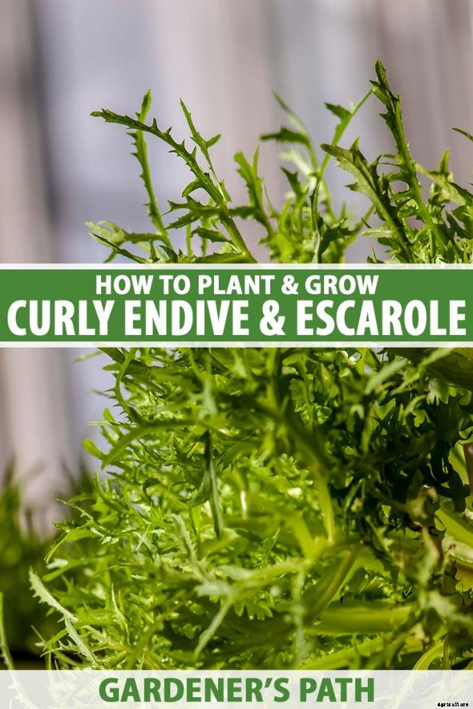 How to Plant and Grow Curly Endive and Escarole