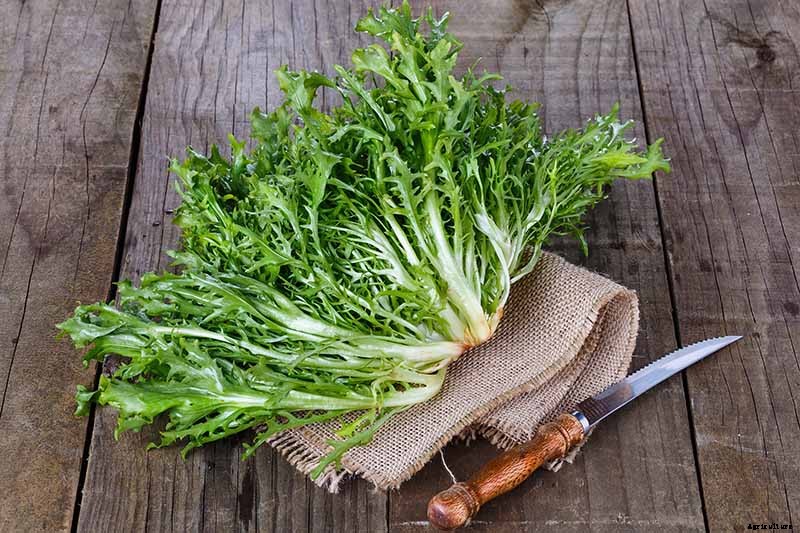 How to Plant and Grow Curly Endive and Escarole