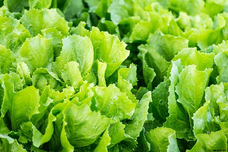 How to Plant and Grow Curly Endive and Escarole