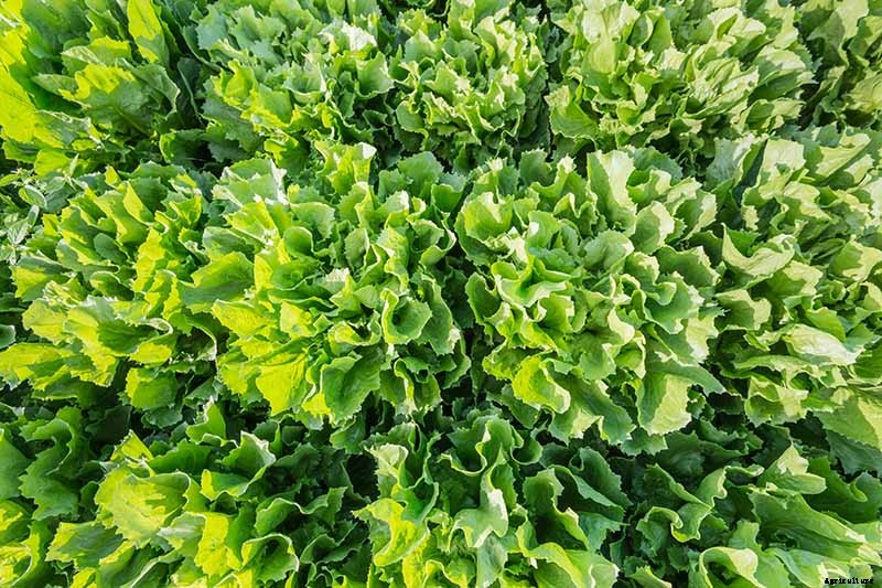 How to Plant and Grow Curly Endive and Escarole