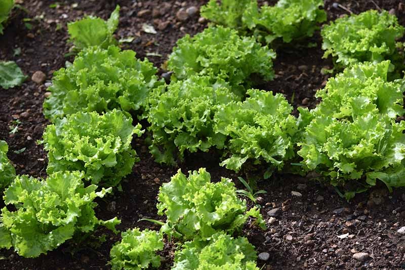 How to Plant and Grow Curly Endive and Escarole