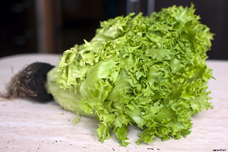 How to Plant and Grow Curly Endive and Escarole