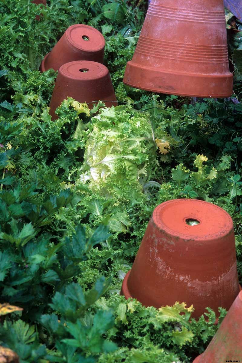 How to Plant and Grow Curly Endive and Escarole