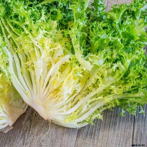 How to Plant and Grow Curly Endive and Escarole
