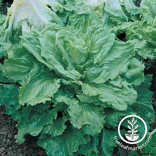 How to Plant and Grow Curly Endive and Escarole