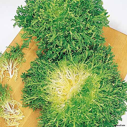 How to Plant and Grow Curly Endive and Escarole