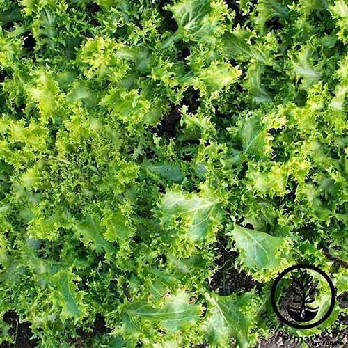 How to Plant and Grow Curly Endive and Escarole
