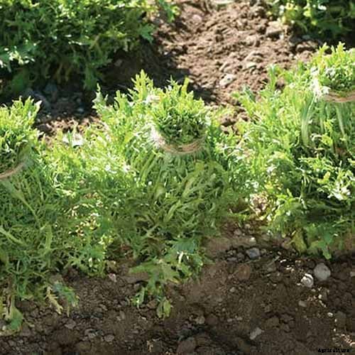 How to Plant and Grow Curly Endive and Escarole