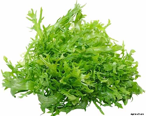 How to Plant and Grow Curly Endive and Escarole