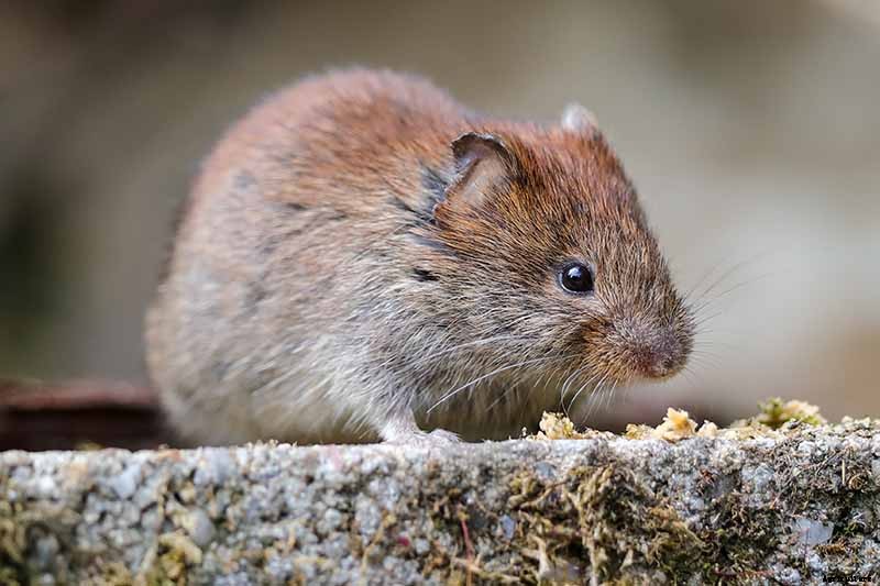 How to Plant and Grow Curly Endive and Escarole