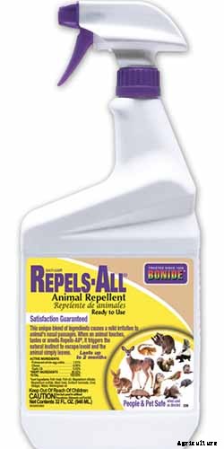 How to Plant and Grow Curly Endive and Escarole