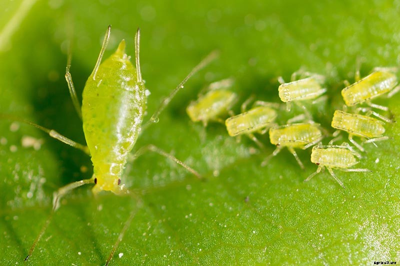 How to Plant and Grow Curly Endive and Escarole