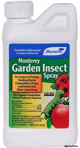 How to Plant and Grow Curly Endive and Escarole