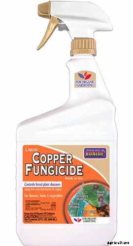 How to Plant and Grow Curly Endive and Escarole