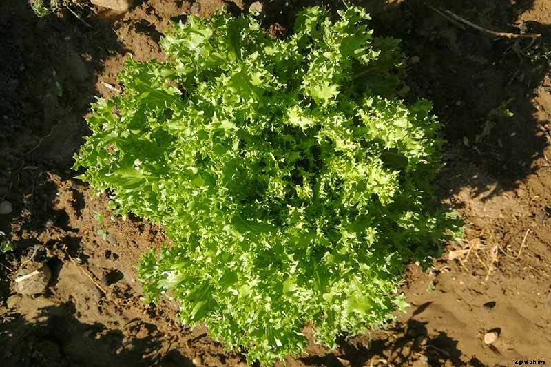 How to Plant and Grow Curly Endive and Escarole
