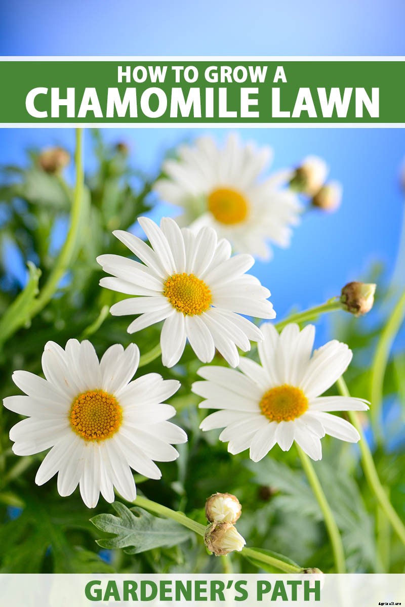 How to Grow an Aromatic Chamomile Lawn