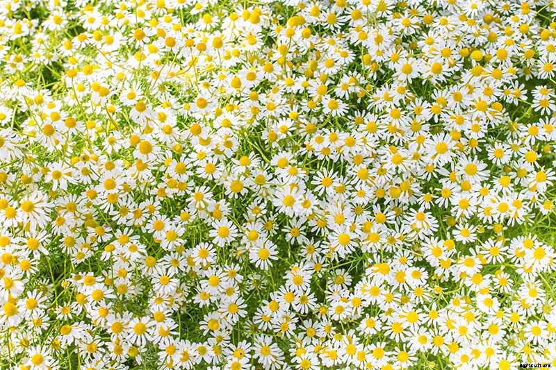 How to Grow an Aromatic Chamomile Lawn