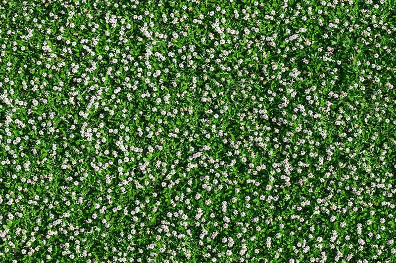 How to Grow an Aromatic Chamomile Lawn