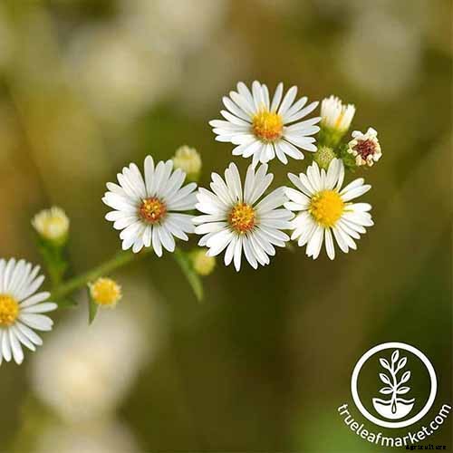 How to Grow an Aromatic Chamomile Lawn