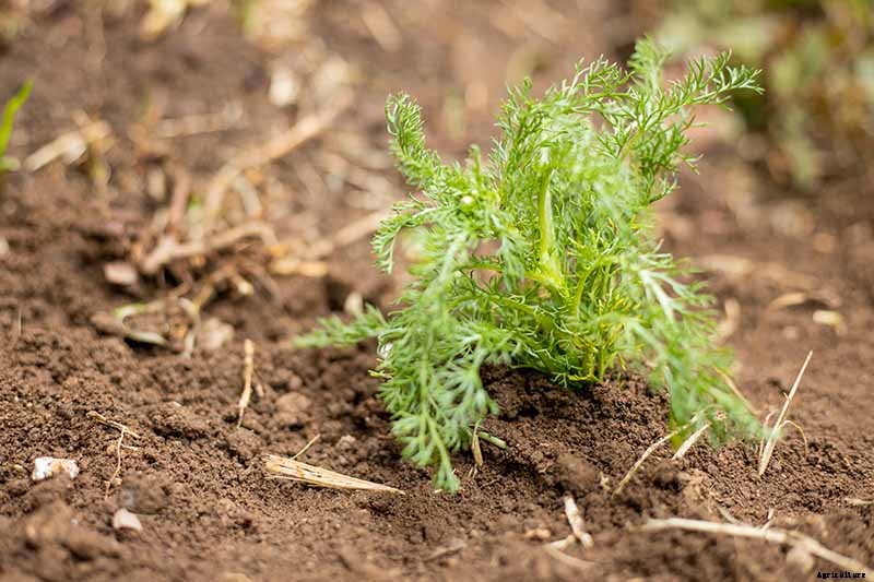 How to Grow an Aromatic Chamomile Lawn