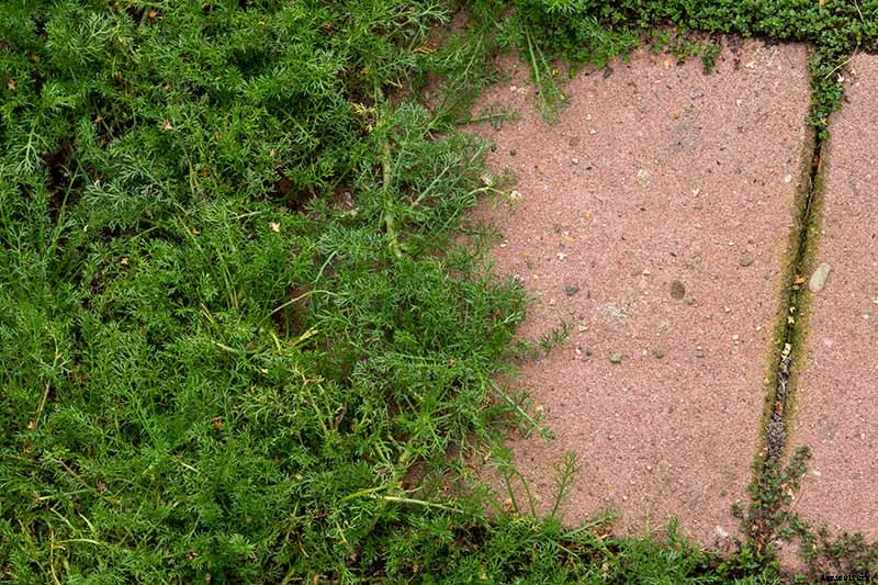 How to Grow an Aromatic Chamomile Lawn