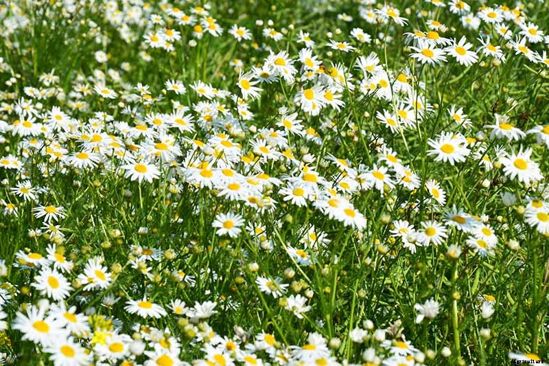 How to Grow an Aromatic Chamomile Lawn