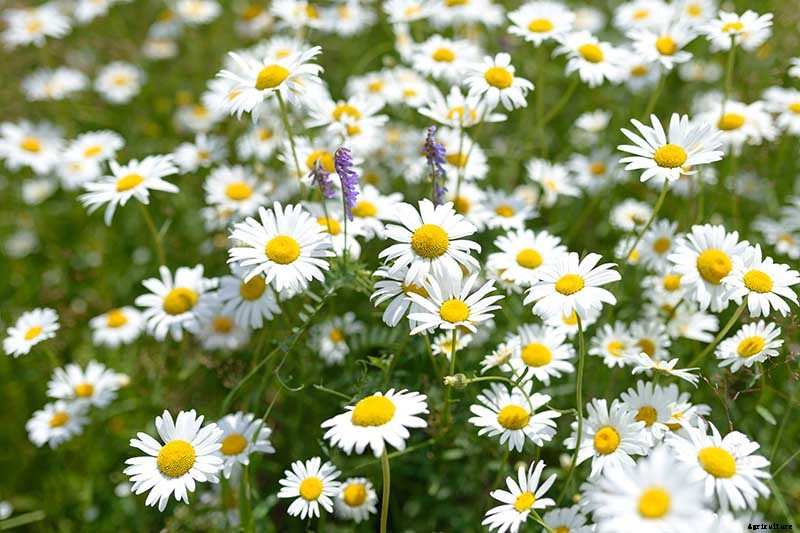 How to Grow an Aromatic Chamomile Lawn
