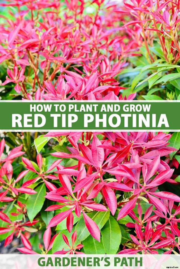 How to Plant and Grow Red Tip Photinia