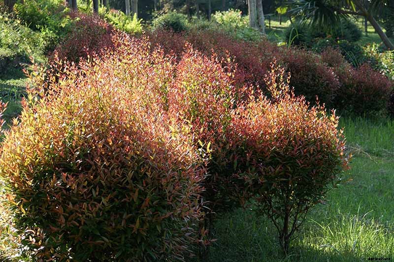 How to Plant and Grow Red Tip Photinia