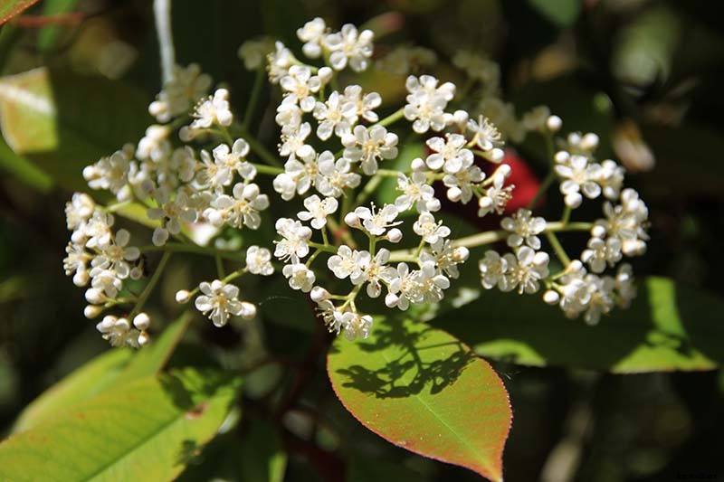 How to Plant and Grow Red Tip Photinia