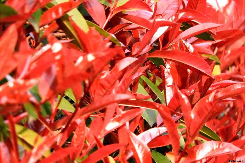 How to Plant and Grow Red Tip Photinia